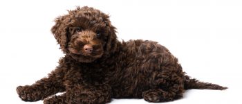 A brown Miniature Labradoodle puppy