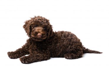 A brown Miniature Labradoodle puppy