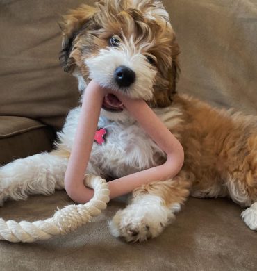 Lucy Lou, the Miniature Bernedoodle puppy, playing with a chew toy