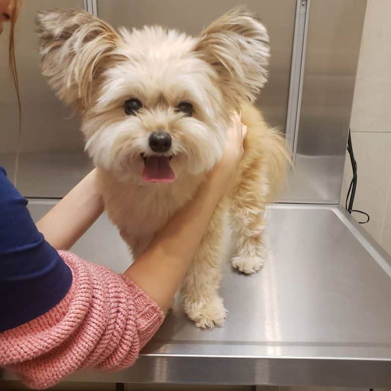 A Pomapoo standing on a grooming table