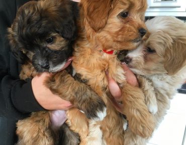 Pomapoo puppies of different colors