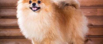 A full-body photo of a Pomeranian