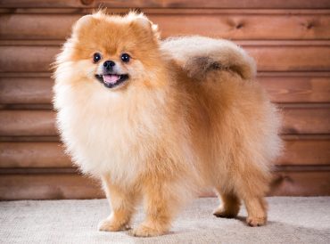 A full-body photo of a Pomeranian