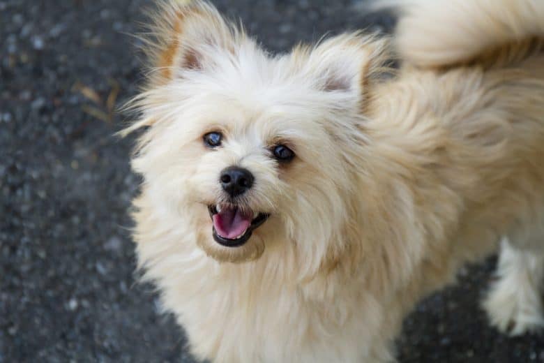 A Pomapoo with perky ears