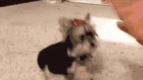 A cute Teacup Yorkie gif