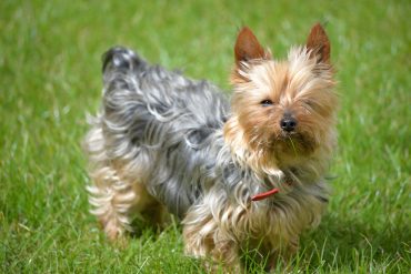 young teacup yorkie dog on the green grass