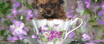 A teacup-sized Yorkshire Terrier puppy inside a teacup
