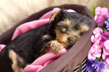 A closeup shot of a Teacup Yorkshire Terrier puppy sleeping