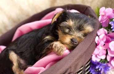 teacup yorkie rescue