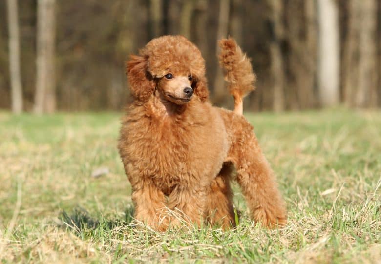 A chocolate-colored Toy Poodle standing on grass