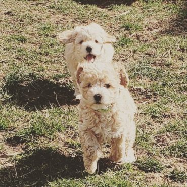 Dog Breed 101: What is a Miniature Labradoodle? - K9 Web
