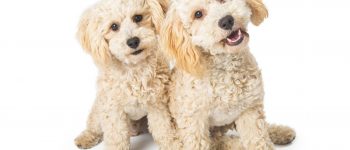 Two cute white color Havanese and Poodle mixed breed dogs sitting together and looking into camera