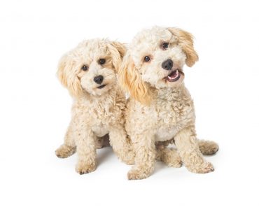 Two cute white color Havanese and Poodle mixed breed dogs sitting together and looking into camera