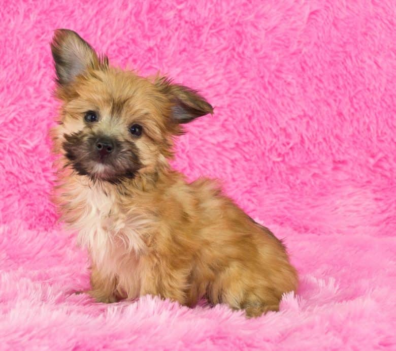 A sweet little Yorki-Poo puppy sitting on a pink background.