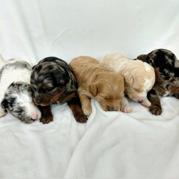 Different-colored Mini Labradoodles on a white blanket