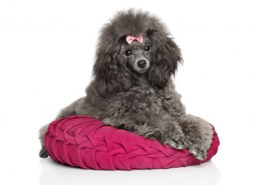 gray Toy Poodle resting on a pink pillow on a white background