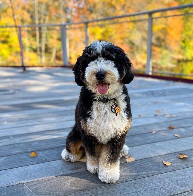 A smiling Mini Bernedoodle