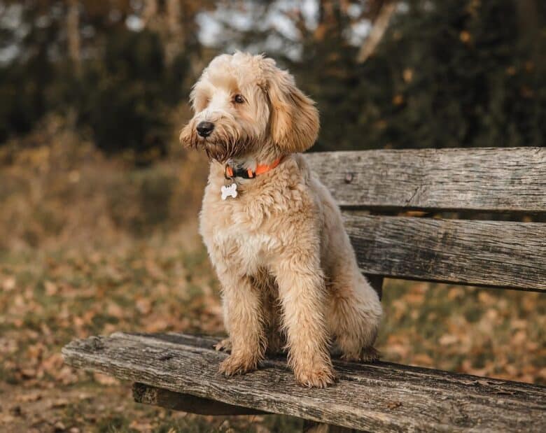 Mini Labradoodle puppy