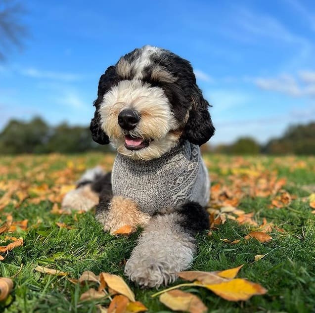 Miniature Bernedoodle puppy