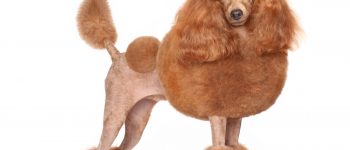 Toy Poodle with red bow posing on a white background