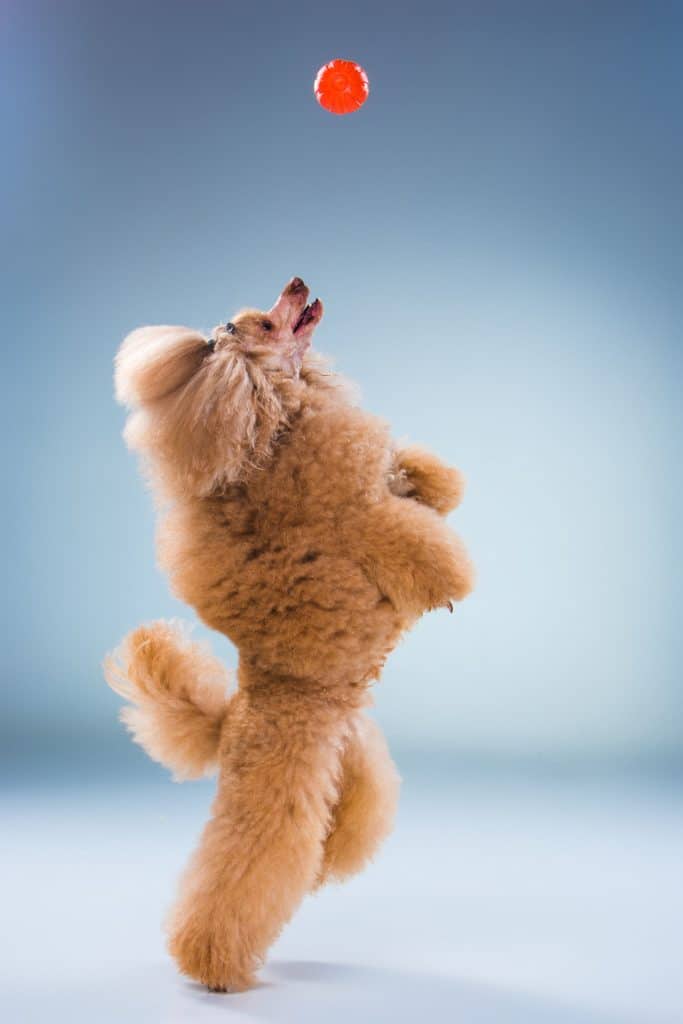 Red Toy Poodle puppy playing with a ball on a gray background