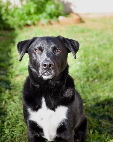 Labrador mixed with store collie