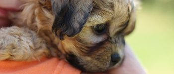 A close up photo of a girl hugging a Zuchon or Shichon puppy