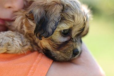 A close up photo of a girl hugging a Zuchon or Shichon puppy
