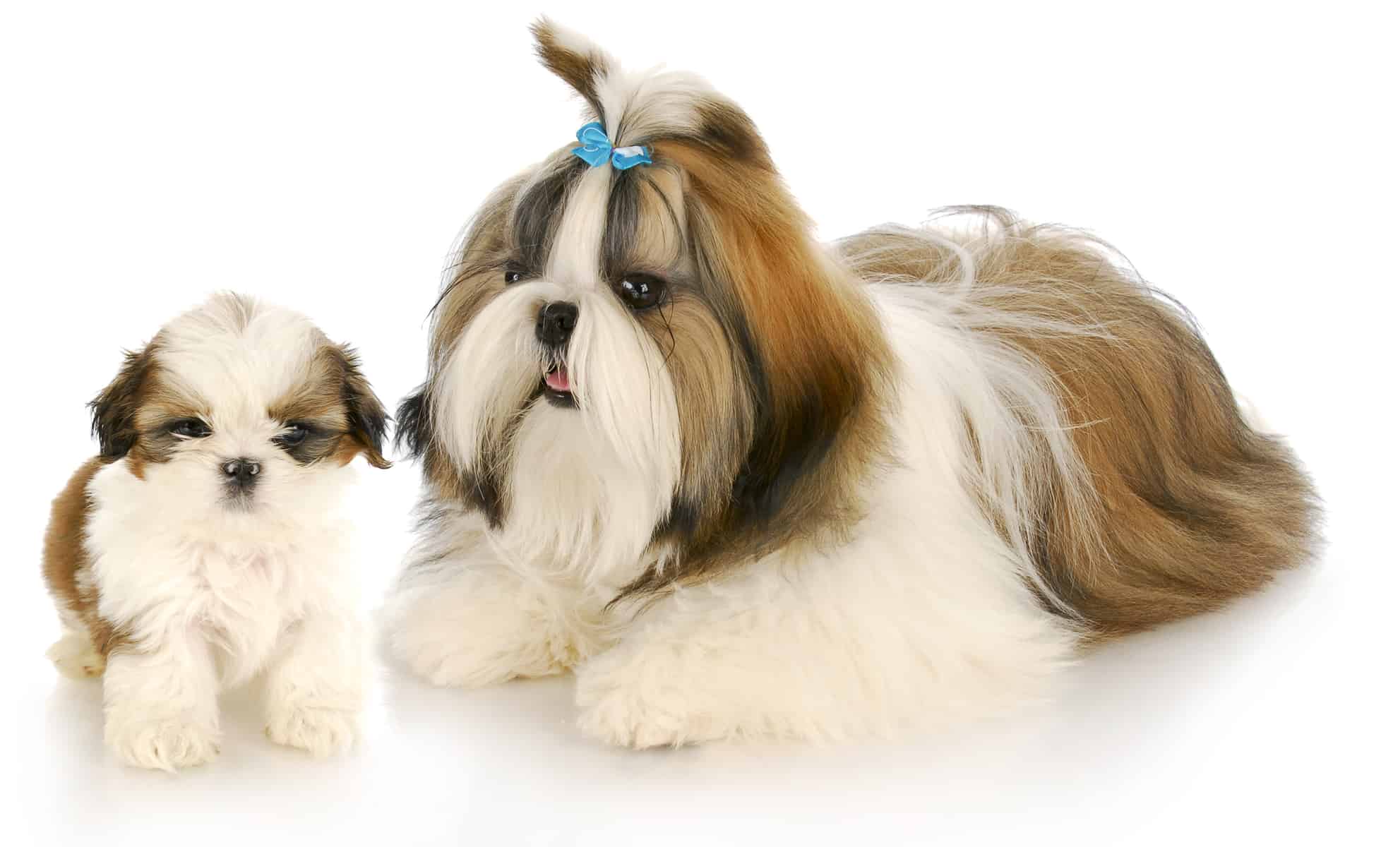 Shih Tzu maltés Necesitas conocer a este encantador perro faldero