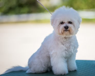 One of the Zuchon's parent is the Bichon Frise