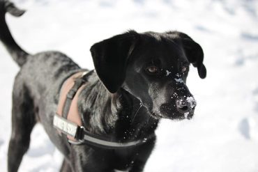 A focused Border Collie Lab mix with a vest in the snow