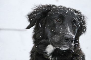 Border Collie Labrador Retriever mix (AKA Borador)