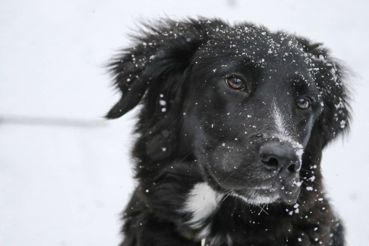 black labrador border collie mix