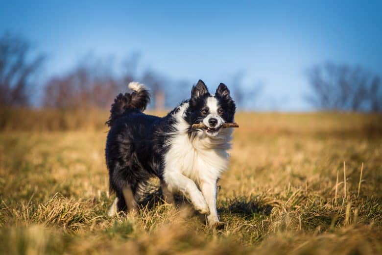 Border Collie running outdoors and fetching a stick
