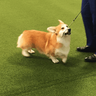 A Corgi in the Westminster Kennel Club