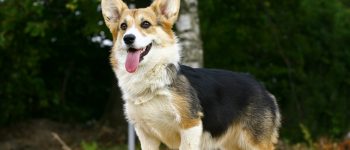 Dachshund Corgi mix AKA Dorgi