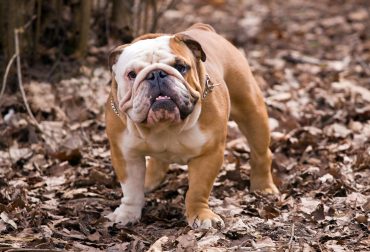 An English Bulldog enjoying the woods during fall season