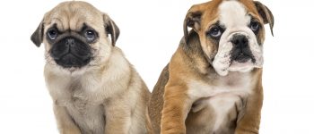 The parent breeds of the Miniature English Bulldog - the Pug and the English Bulldog