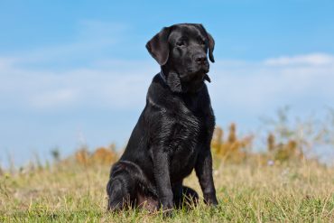 A black Labrador Retriever sitting outdoors