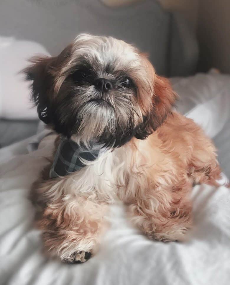 A cute Zuchon named Little Chai