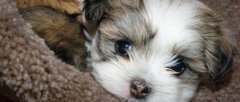 A cute Maltese Shih Tzu puppy