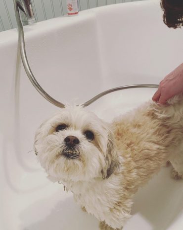 An adult Maltese Shih Tzu getting washed in the bath tub
