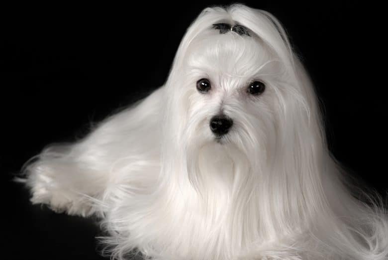 完全に手入れされたマルタの犬