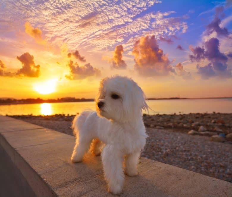 Maltese and Bichon Frise mix AKA Maltichon