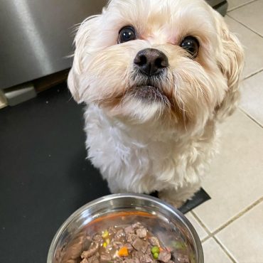 Peekapoo looking at owner right before mealtime