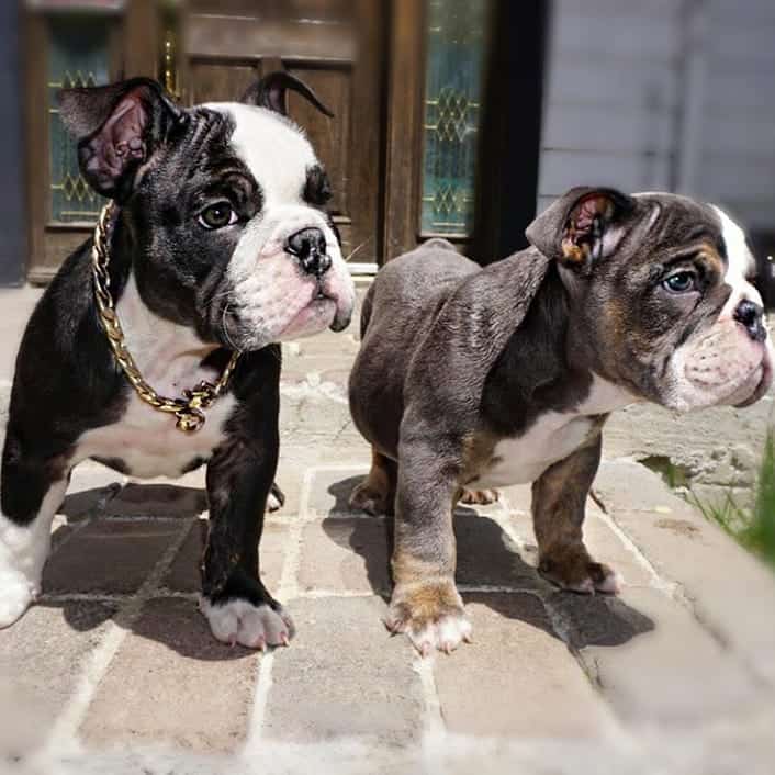 teacup bulldog full grown size