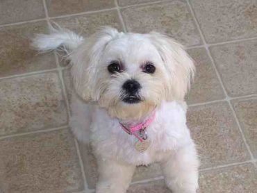 A full-grown Peekapoo looking at the camera