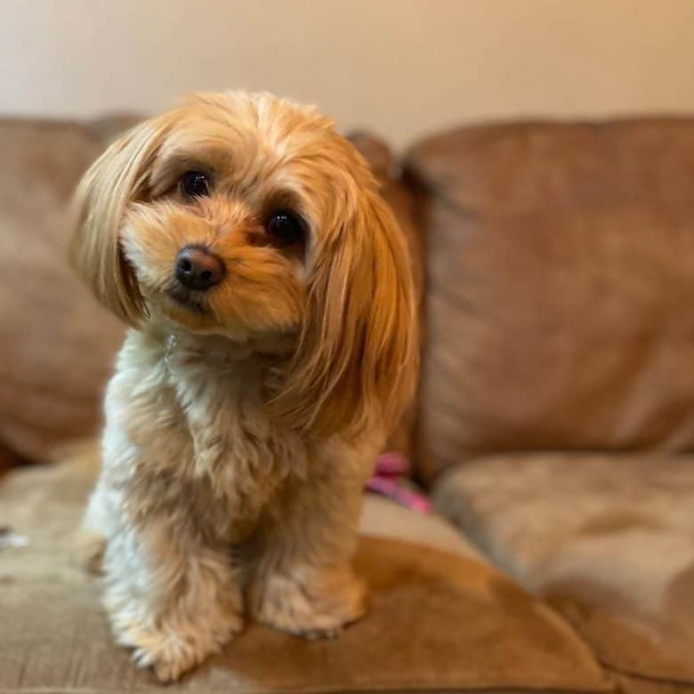 A Peekapoo dog posing for the camera