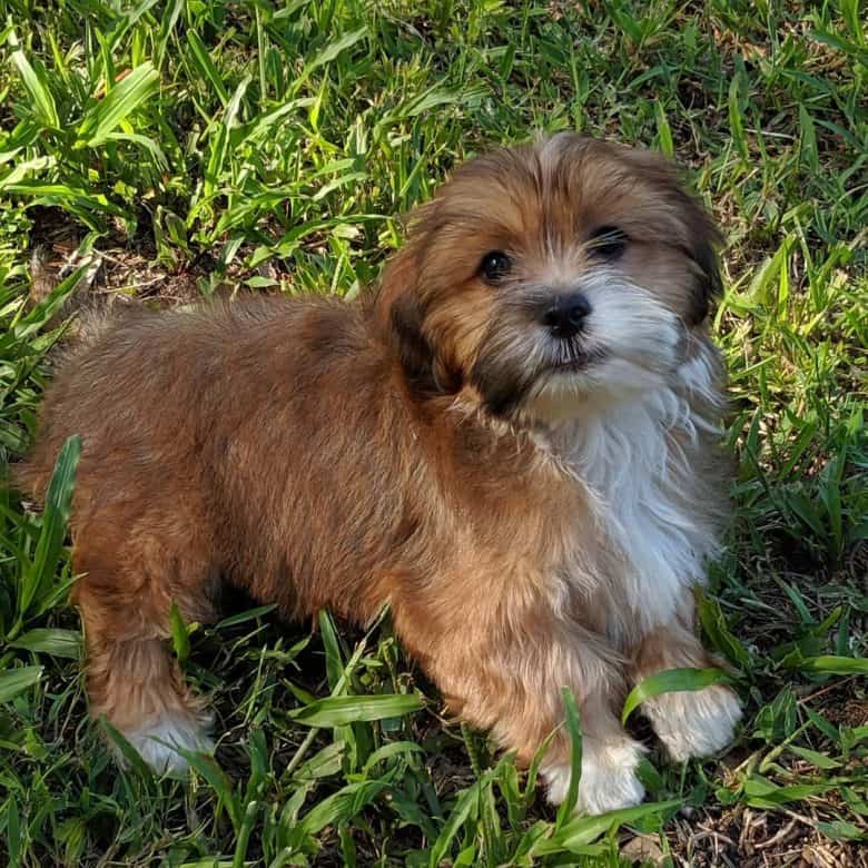 Teddy, the Peekapoo puppy, enjoying time outdoors