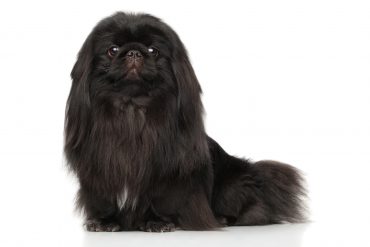 Black Pekingese dog. Portrait on a white background